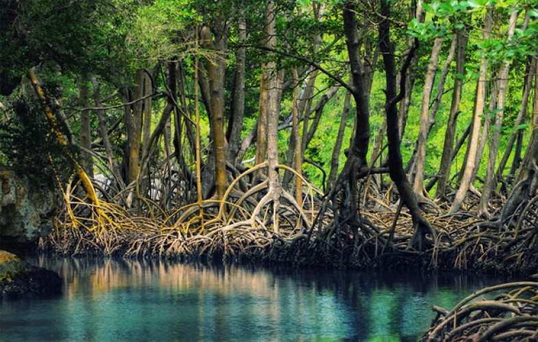 √15 Fungsi Hutan Mangrove dan Persebaran Wilayah Hutannya