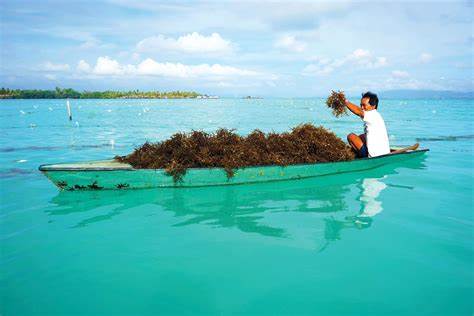 √15 Penanaman Rumput Laut Membantu Mencegah Kerusakan Lingkungan